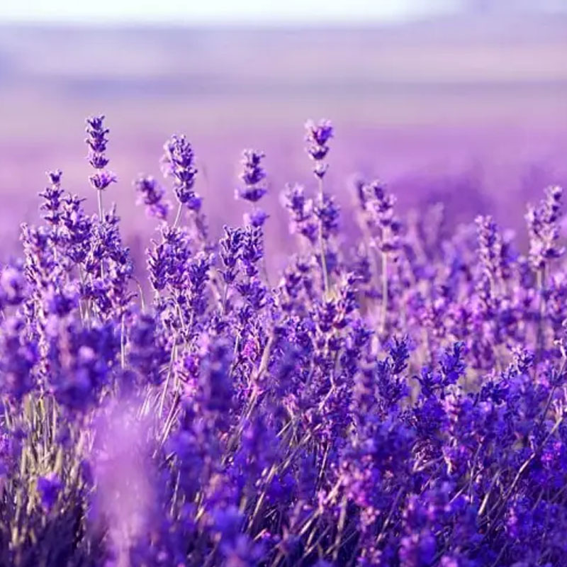 lavender epsom salt bath